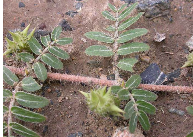 农村一"路霸草",是十大兵器原型,大鹅都不敢踩,很适合当篱笆