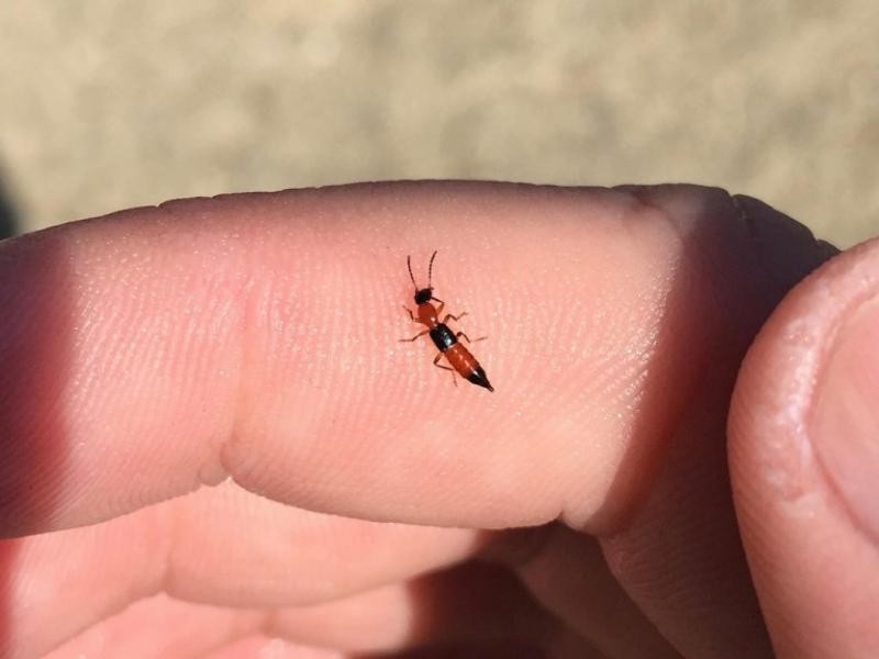 不咬人的虫子更危险!"飞蚂蚁"卷土重来,沾上皮肤就可能溃烂