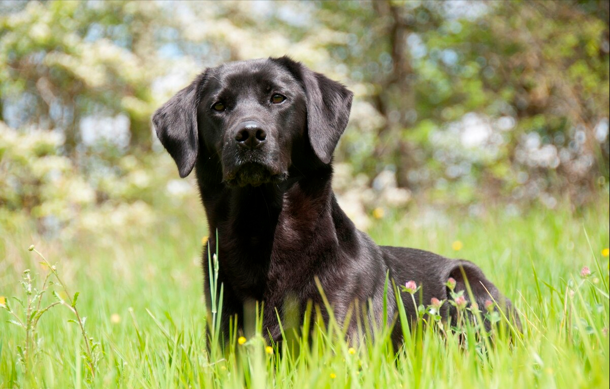 拉布拉多犬的标准体重是多少？