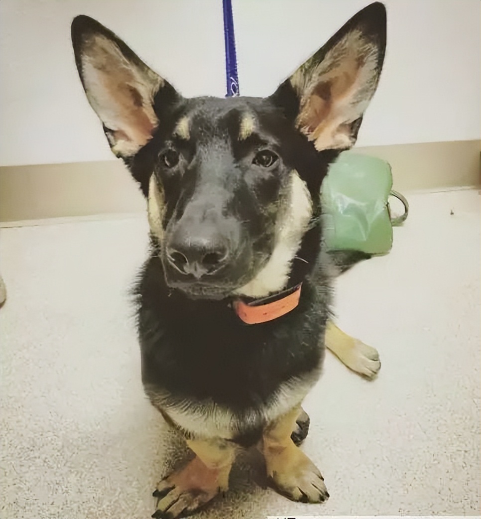 德牧 柯基=(肯)德基二哈 柯基=哈基阿拉撕家 柯基=司机(撕基)拉布拉多