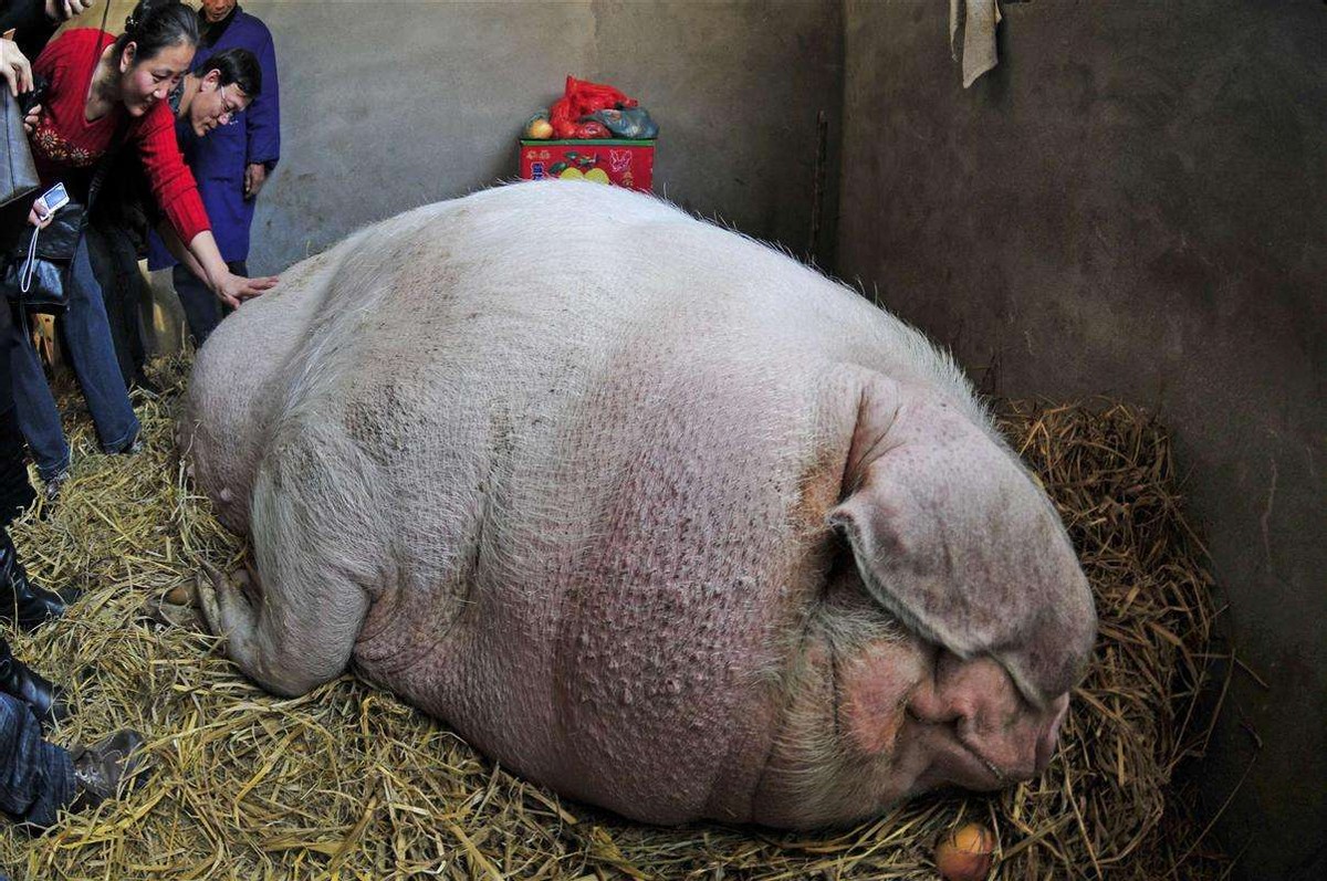 一头猪如果养一辈子能长多大？2200斤的猪王：不是神猪却胜似神猪