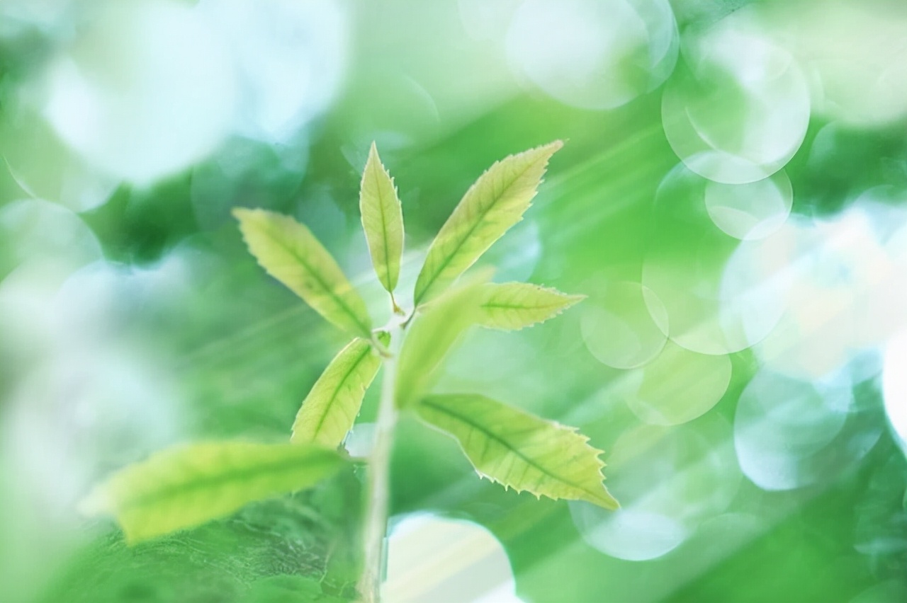 伪装善意的谎言：心机者如何利用善良