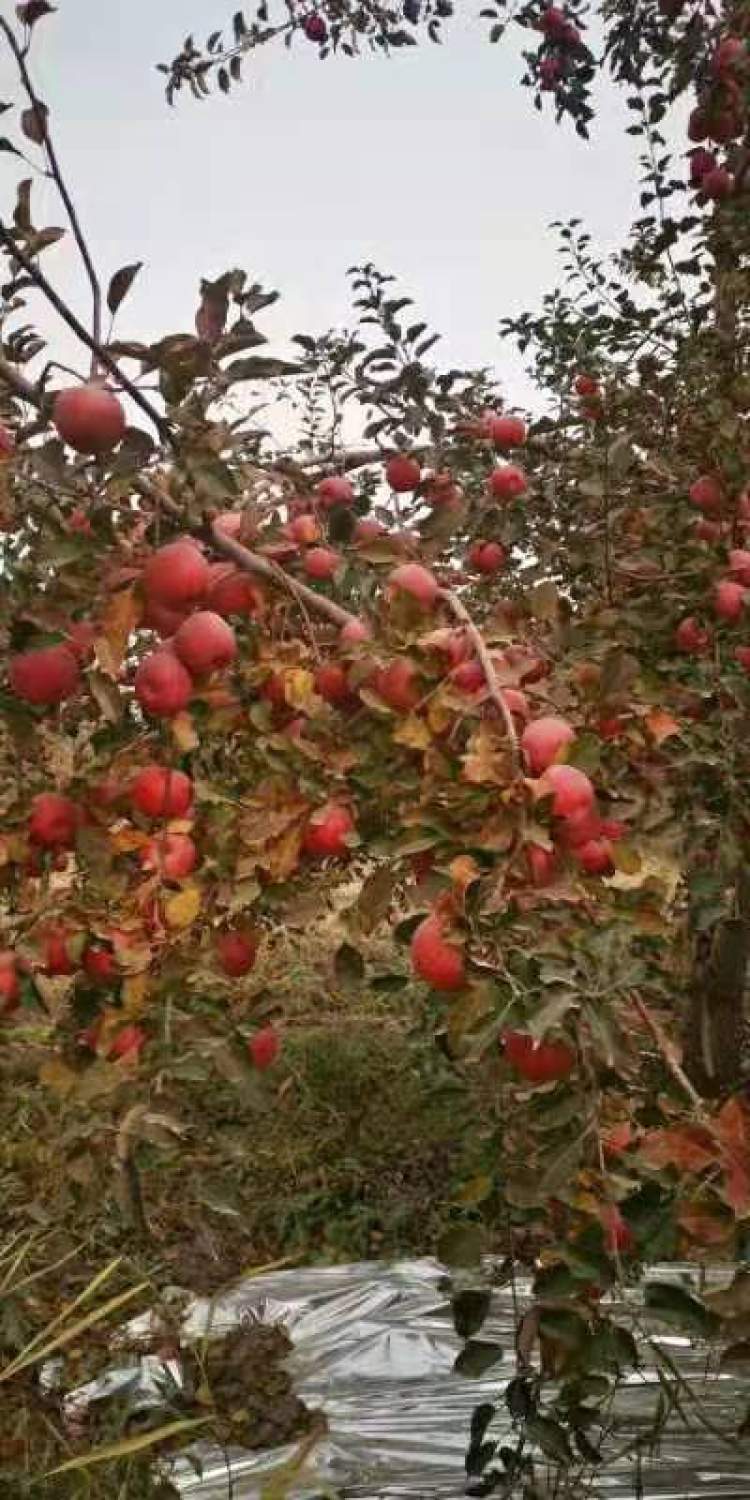 好吃的“年果”来了！新疆“红肉苹果”1月中旬到货，零售40至50元一斤
