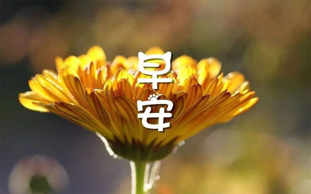 早安问候,感恩相遇,珍惜友情,祝您健康快乐，幸福阳光，如意安康图片