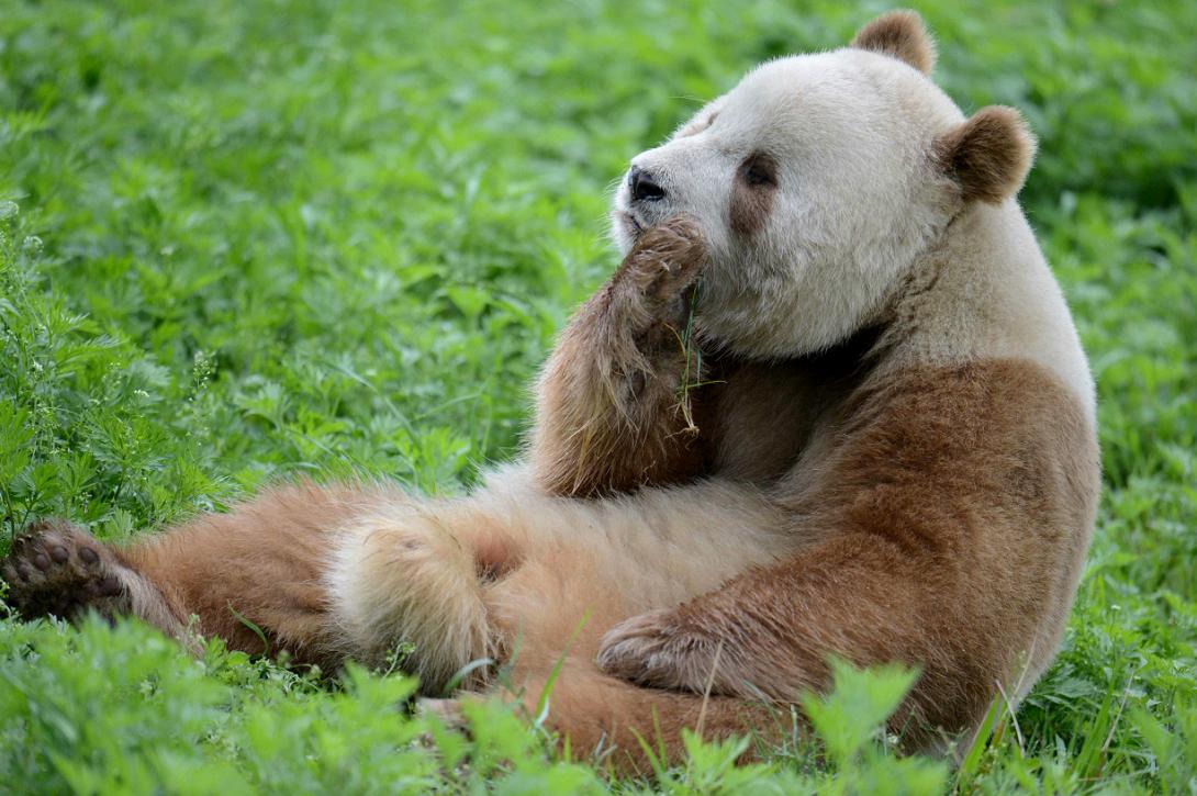 大熊猫生活在什么地方？一文读懂大熊猫分布区域-第29张图片