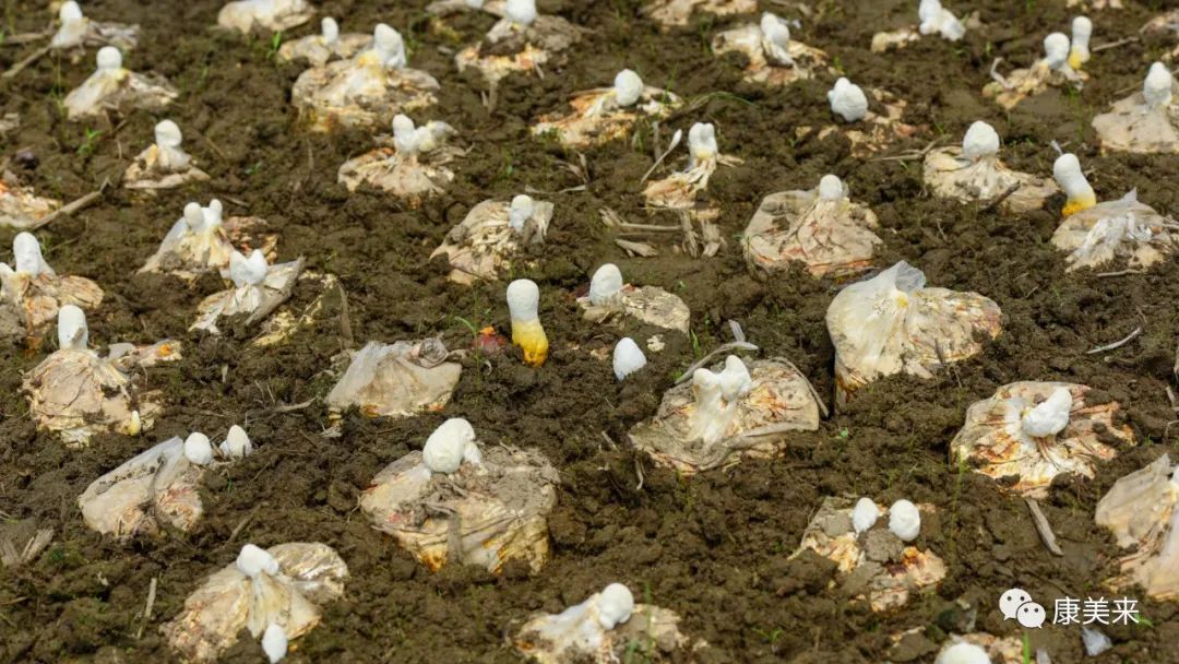 2022康美来大别山灵芝基地实地探访