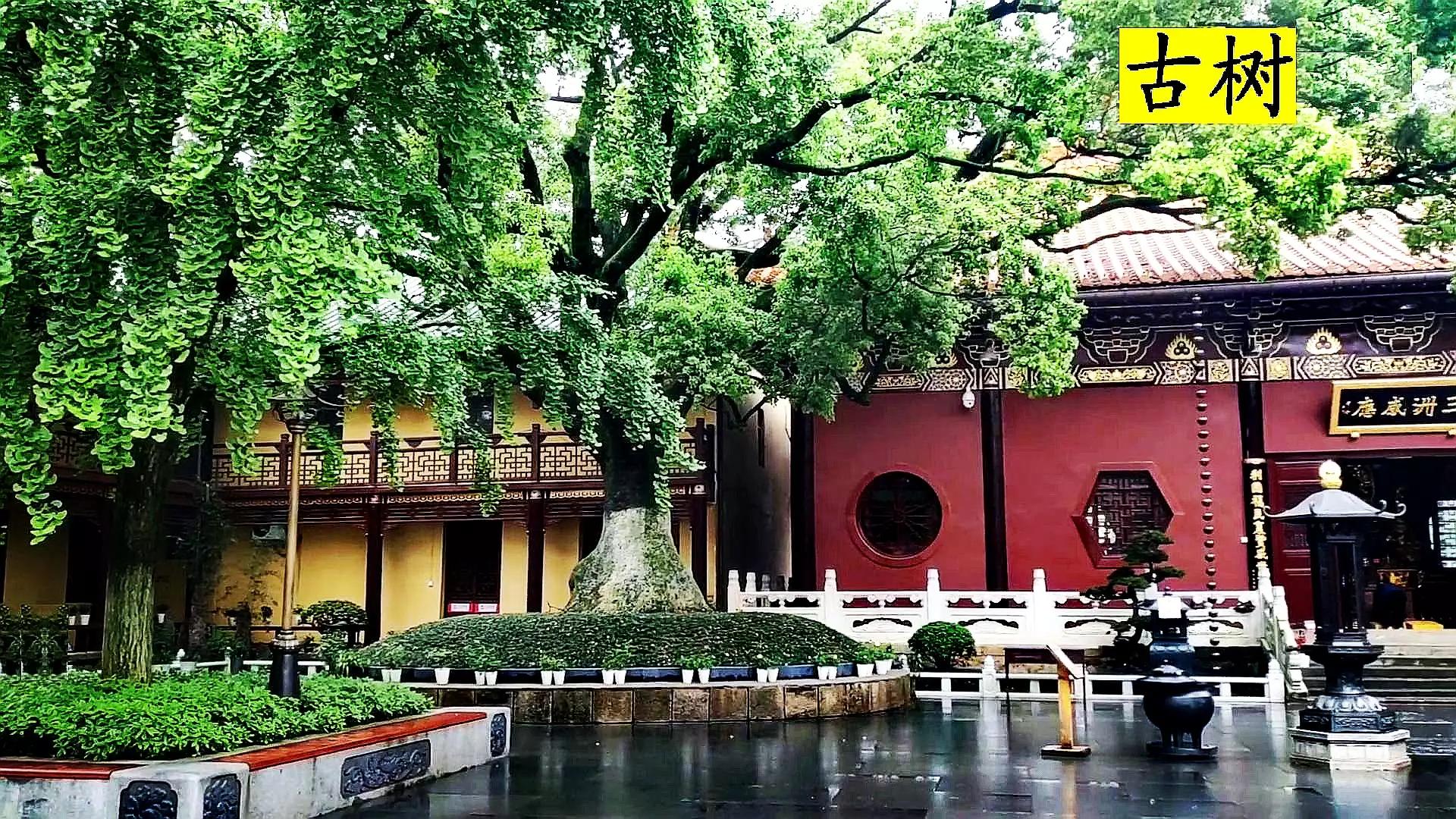 佛教净土宗的祖庭——东林寺