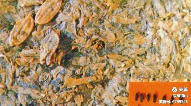 黄镇山：世界陶稻黍文明起源中国万年前