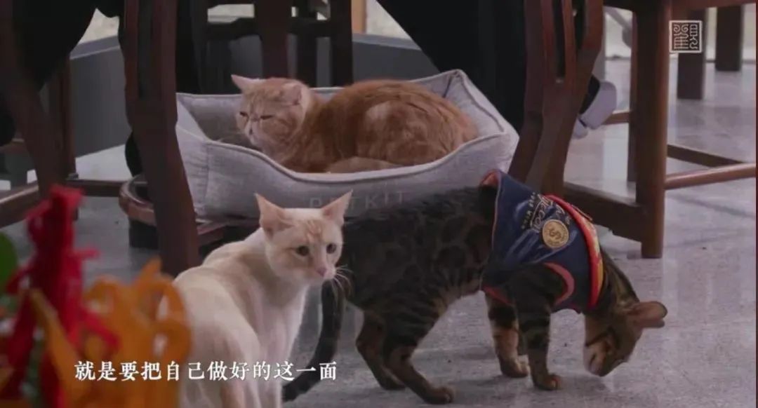 我可是拥有“三岁画老”天赋的小猫咪