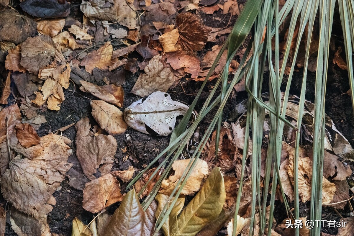 ����Ů�����ſڳ���һ���۾����ߣ�Ϊʲô�۾����߻ᵽ������У�