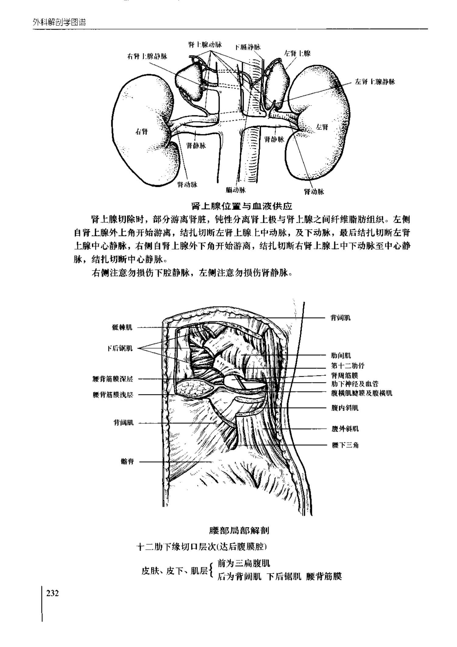 人体内脏位置图(图示集‖外科解剖学图谱(8-5)盆部)