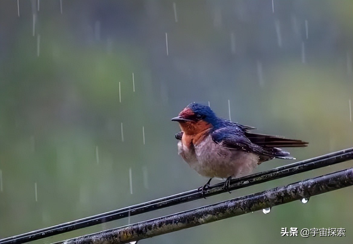 鸟类在下大雨的时候都躲在哪里，比如说喜鹊，麻雀等？