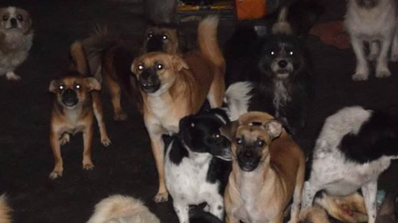 半夜狗叫是为什么(狗半夜一直叫唤为什么) - 情书号