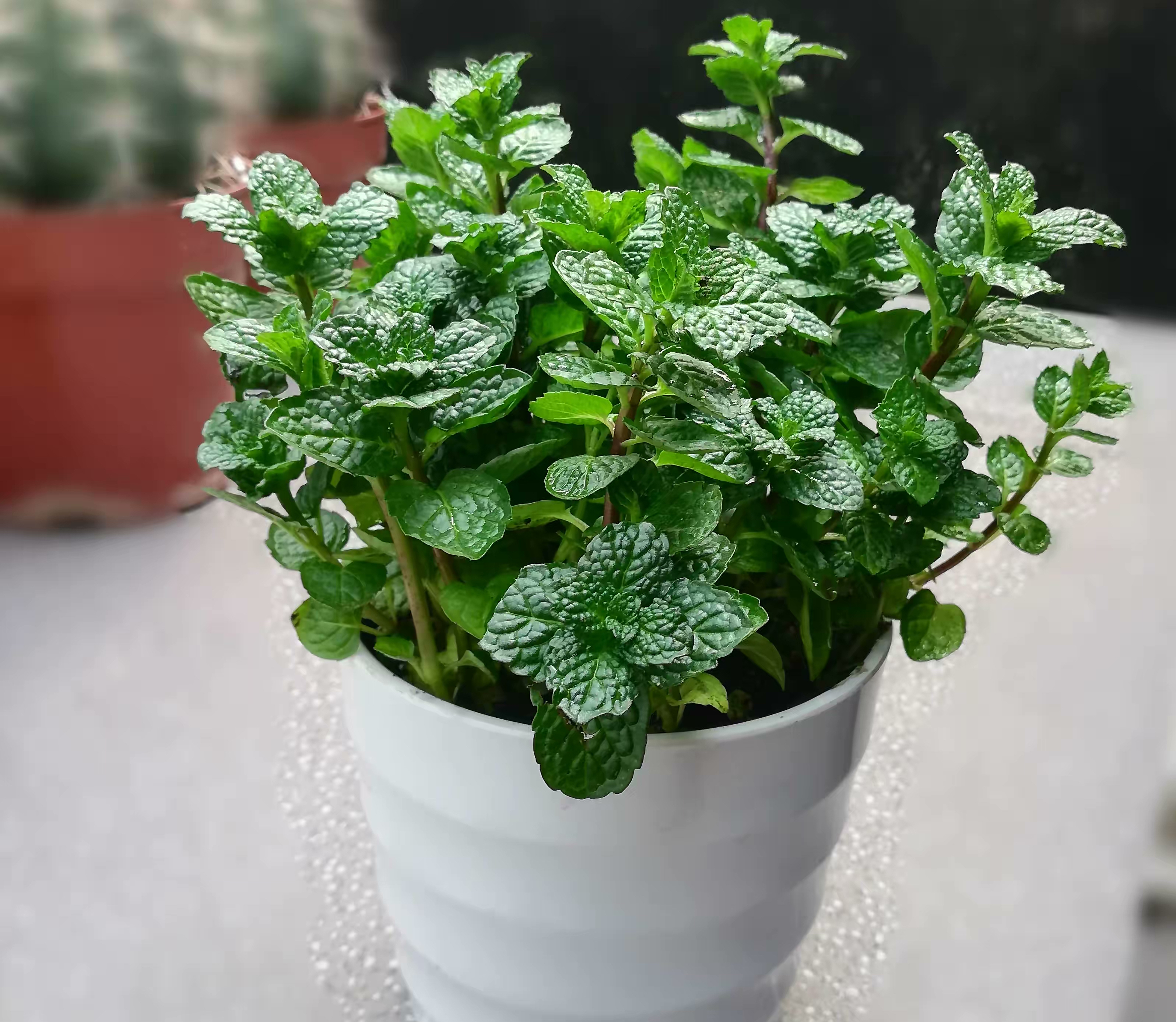 防蚊子的植物(什么植物防蚊虫效果最好)