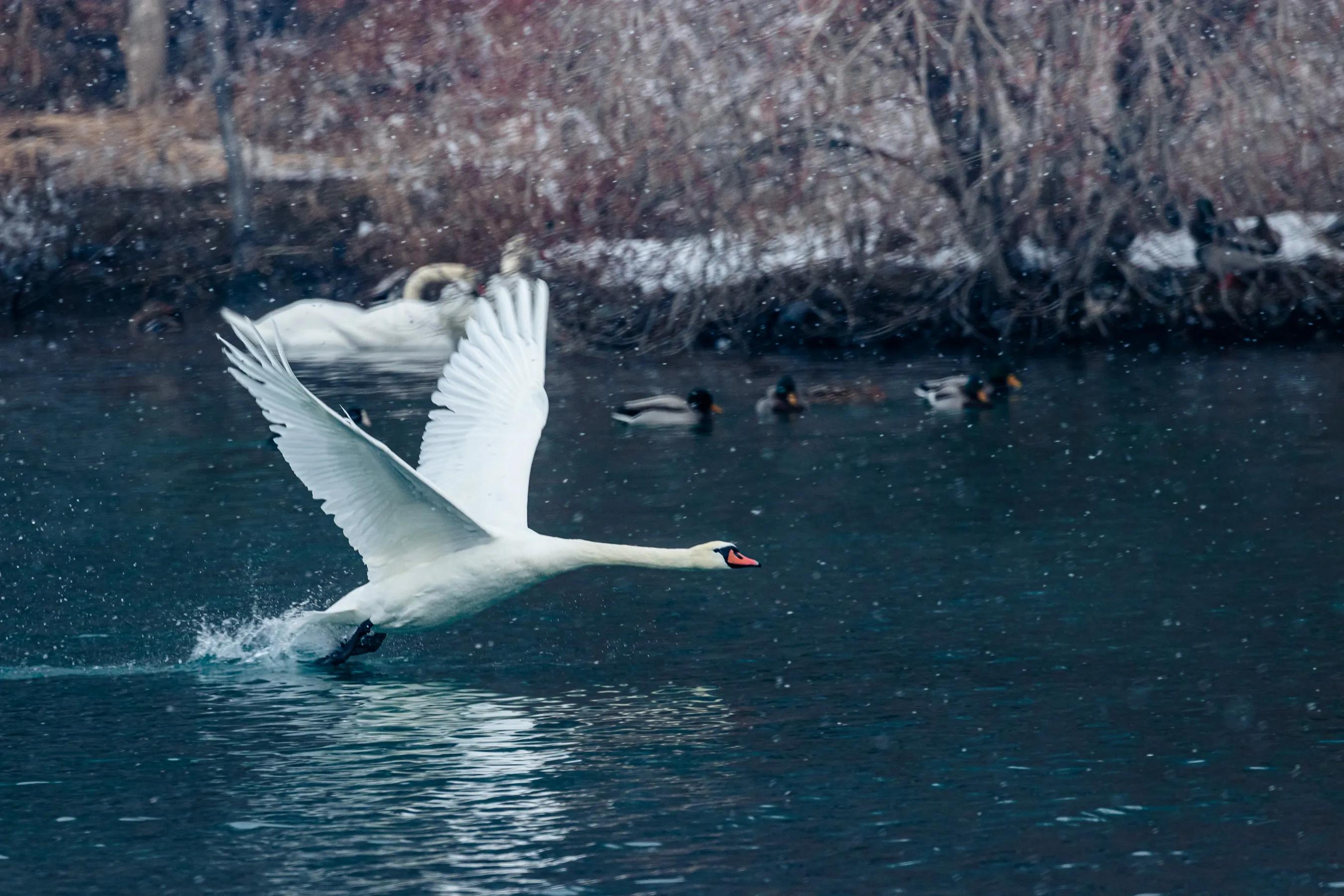 天鹅湖的故事(天鹅湖的故事完整版)-我的快乐小窝