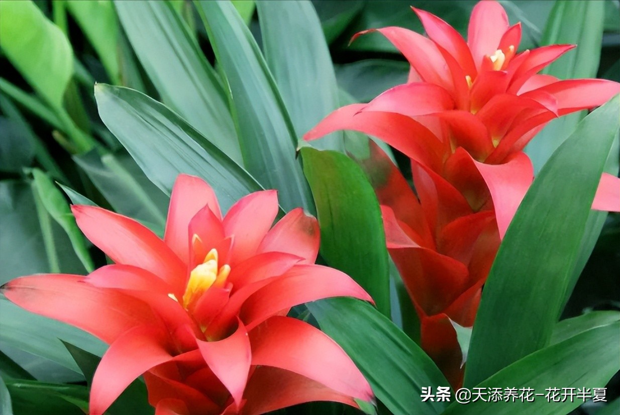 鸿运当头花图片及价格一种颜值超高还超好养的植物