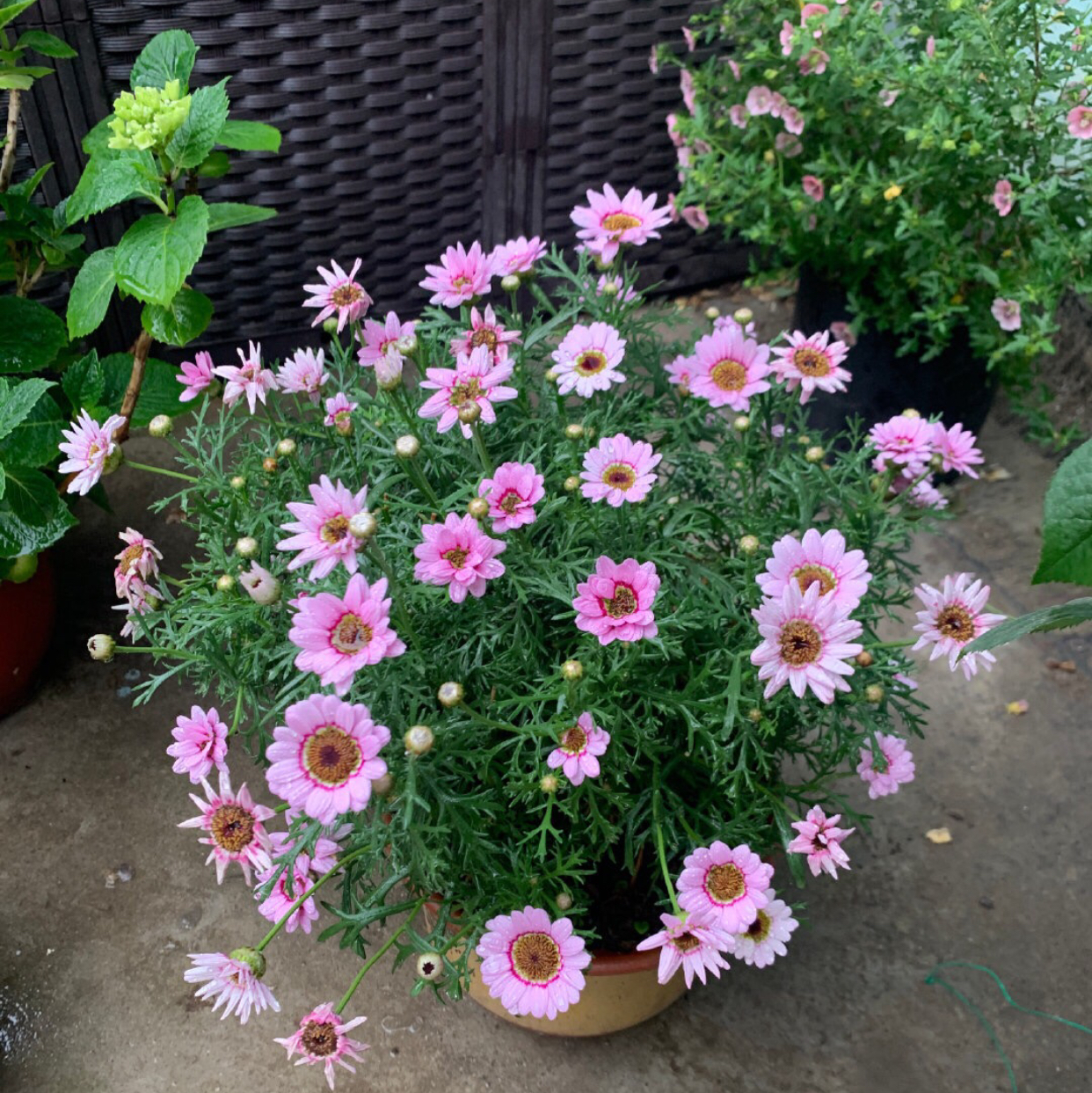 玛格丽特花怎么养（详解养玛格丽特的3个关键）