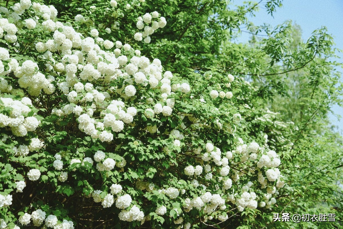 赞美绣球花的诗句（晚春绣球花诗词六首告诉你）