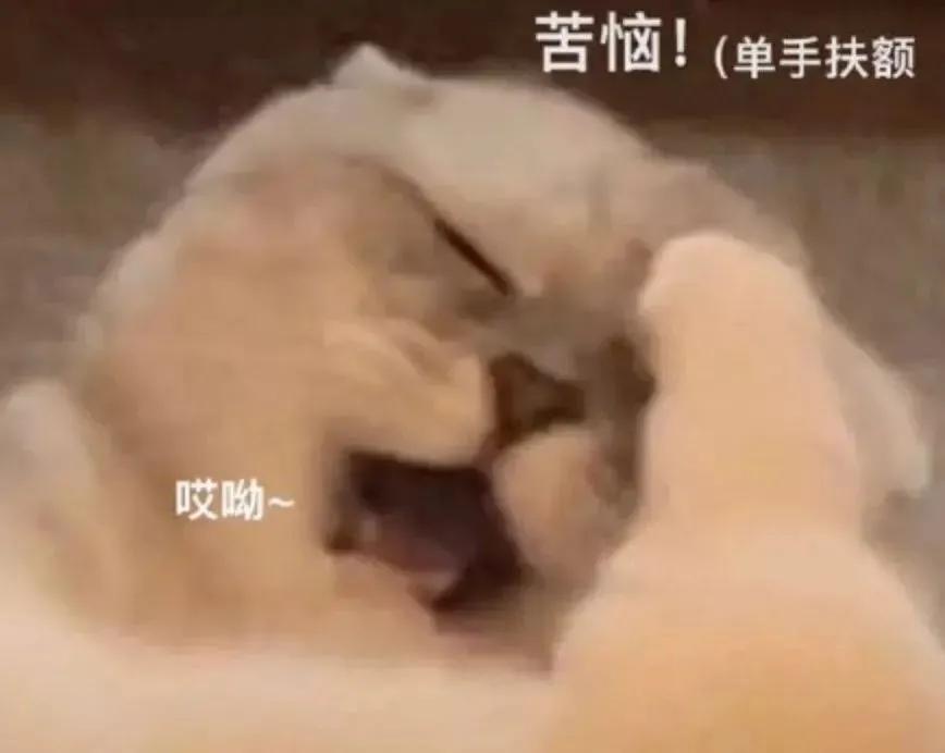 猫猫搞笑表情包