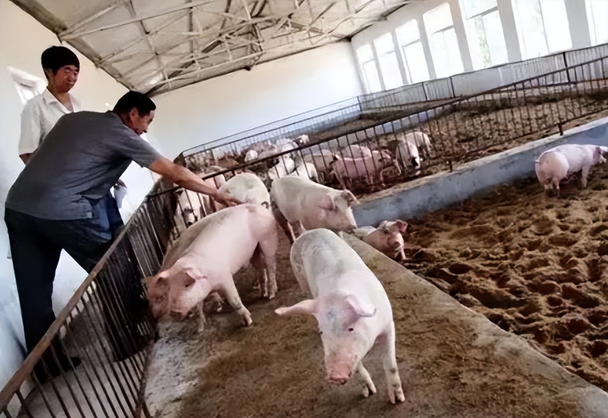 入坑容易出坑难！养猪“暴利”不再，未来2-3年的养猪趋势是啥？