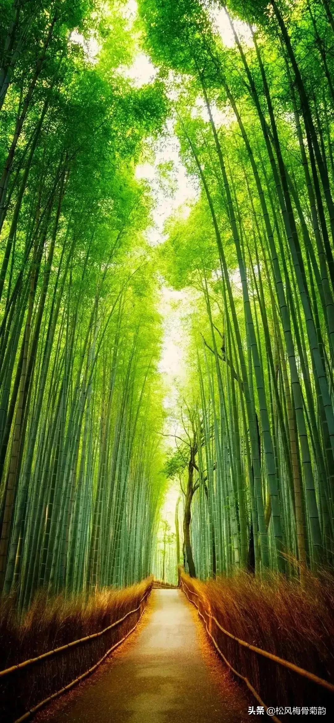 我喜欢碧绿青翠,这一抹清凉清新之绿,让浮躁的心安静了许多