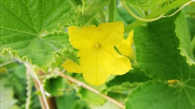 第15期/3月遇“开门寒”，种这几种菜最容易受灾