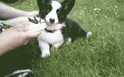 为什么不建议养边境牧羊犬？网友：怕被狗子嘲笑