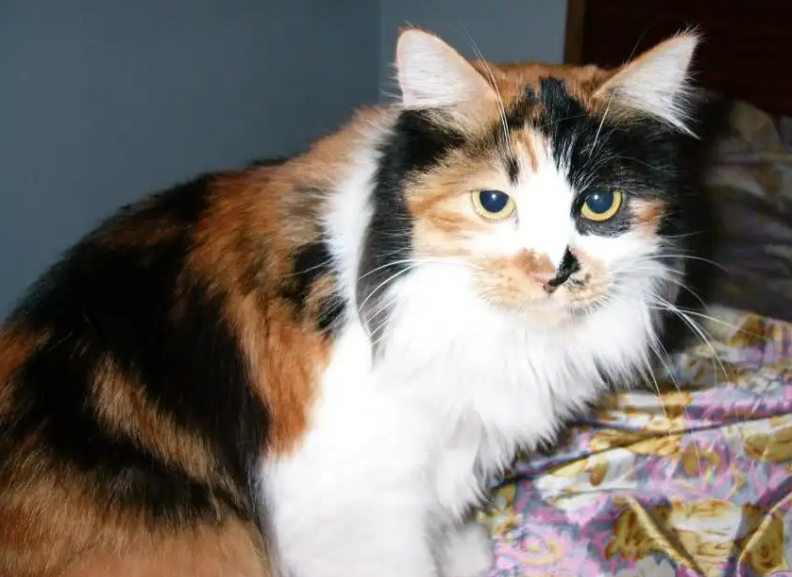 猫咪每天都在忙什么？看看猫的时间规划！网友：同款猫咪