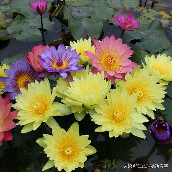 台湾省花(一种亮眼花卉,它叫台湾九品香莲,五彩斑斓,花美色艳,人钟爱)