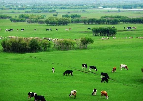 美丽的草原，我来了