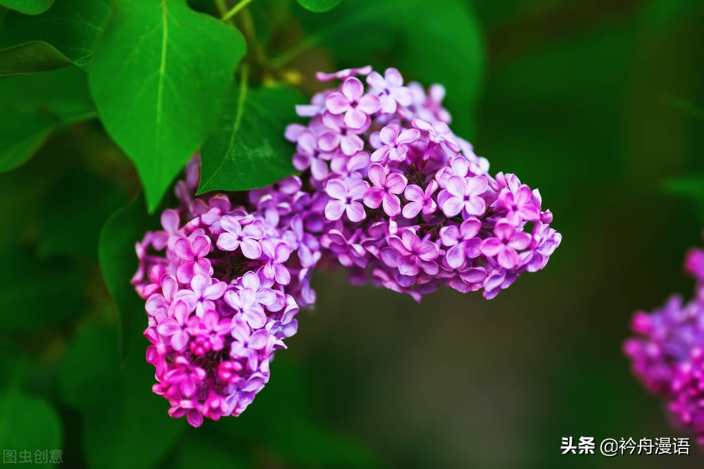 世界上第一名最美的花 世界上最诡异漂亮的花 - 汽车时代网