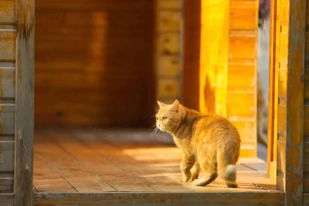 我可是拥有“三岁画老”天赋的小猫咪