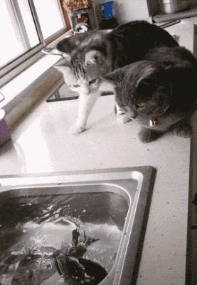 面对两只馋猫，鱼居然自己跳了出来