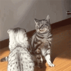 超可爱的猫猫表情包动图表情包