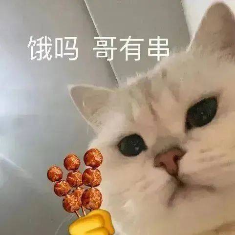 对生活努力的小猫咪表情包