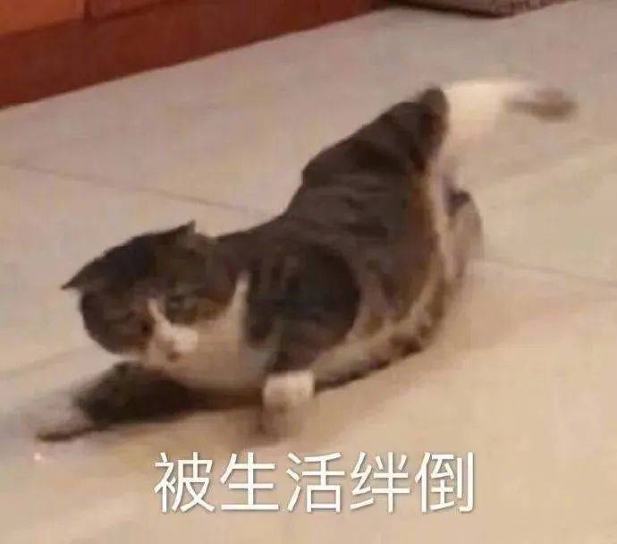 猛鲨落泪表情包