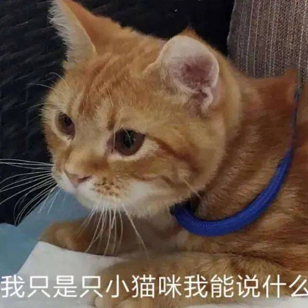 我就是只小猫咪 我能说什么