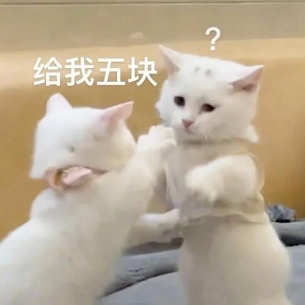 猪猪，什么事？表情包