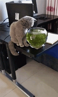 你这沷猫，自己掉就掉了，还拉上小鱼缸