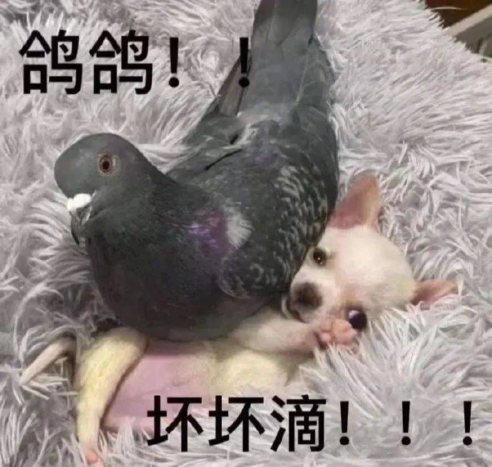 你怎么能这么说我！