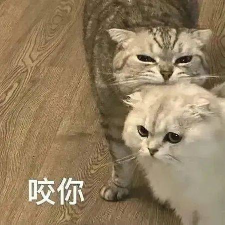 满眼都是你这个猪猪