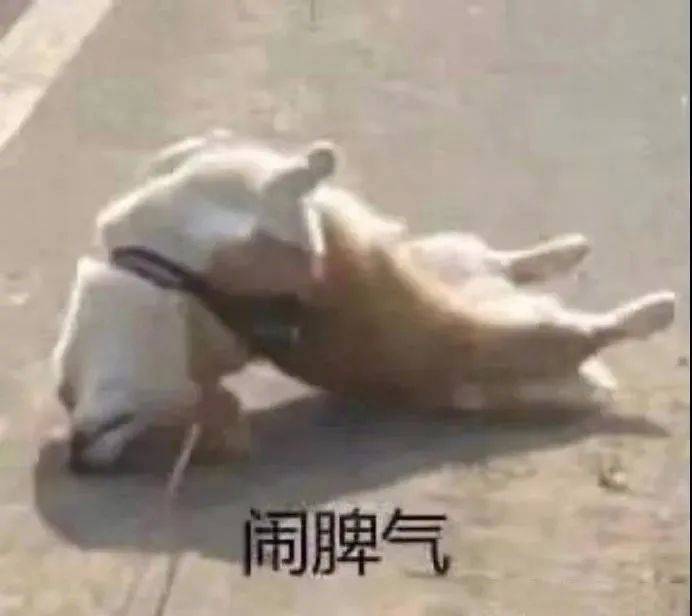 你看我像冤种吗