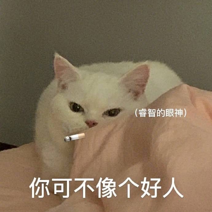 一只猫猫也能抗下所有表情包