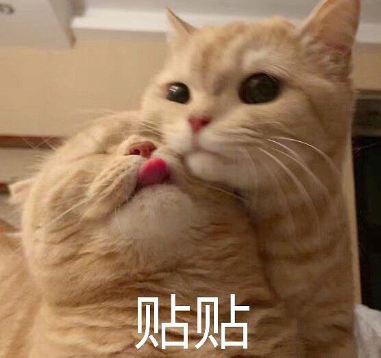 满眼都是你这个猪猪