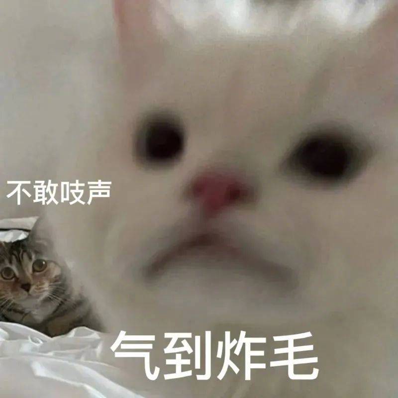 我就是只小猫咪 我能说什么表情包