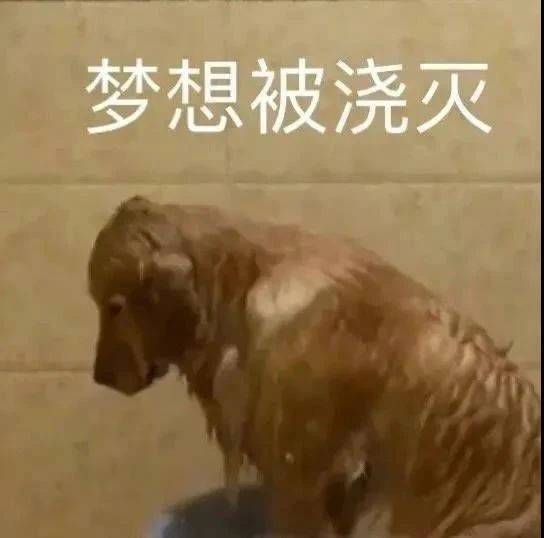 这个人没有脑子的吗？表情包