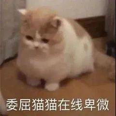 摆烂了  爱咋咋地表情包
