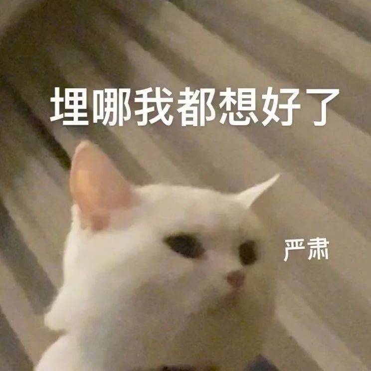 埋哪我都想好了表情包