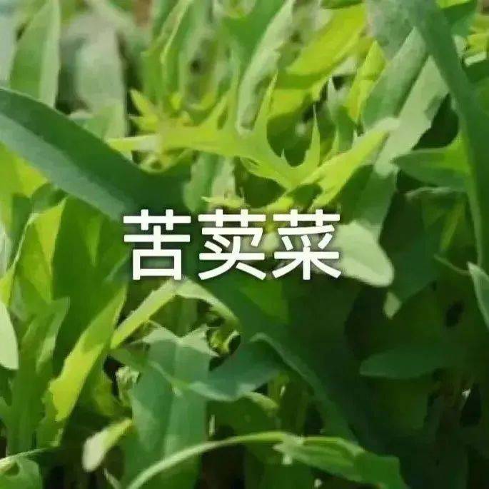 吃野菜咯表情包