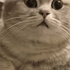 沙雕猫猫狗狗表情表情包